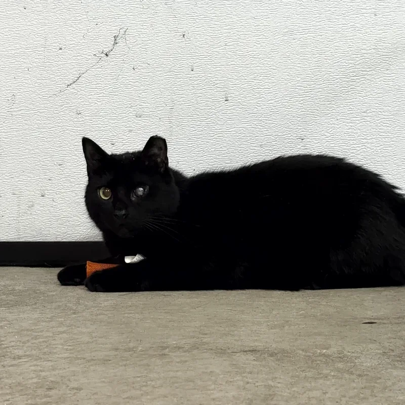 A young medium-sized male Black Domestic Short Hair cat named Henry for adoption in Cleveland, OH