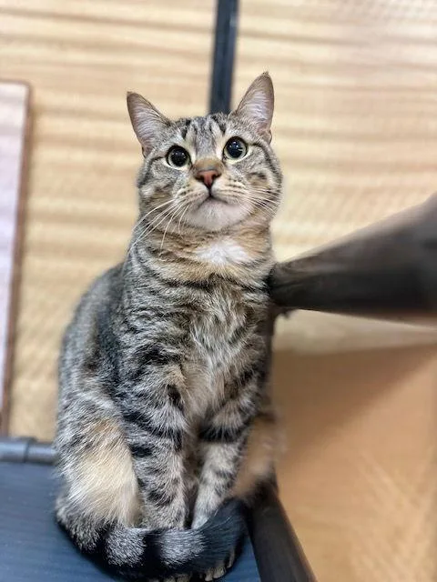 Stargazer thumbnail 4