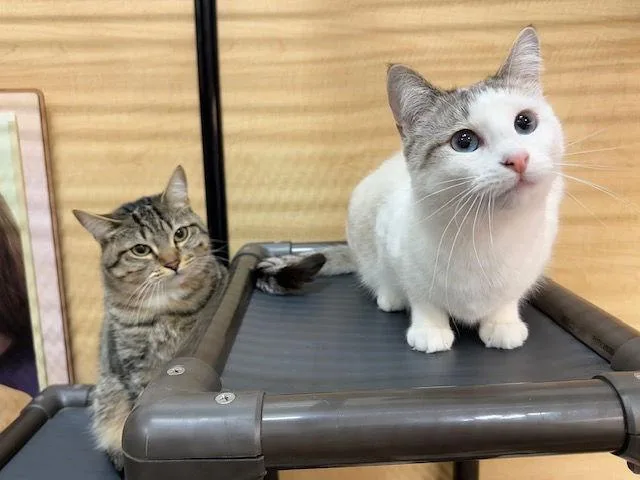 Stargazer thumbnail 5