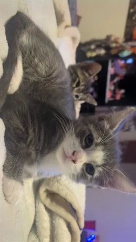 Gandalf