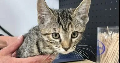 A baby small-sized female Domestic Short Hair cat named Charlie for adoption in Anoka, MN