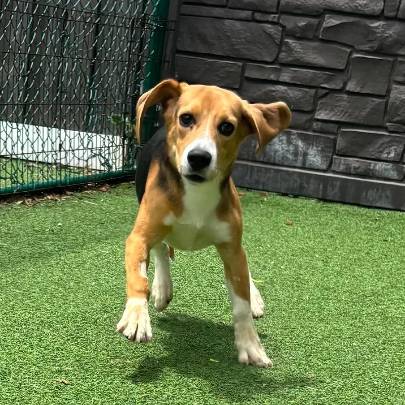 A young small-sized male Beagle dog named Jelly Roll for adoption in Lauderhill, FL
