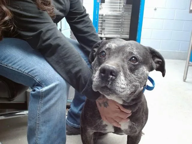 An adult medium-sized male Pit Bull Terrier dog named Sao Paulo for adoption in Albuquerque, NM