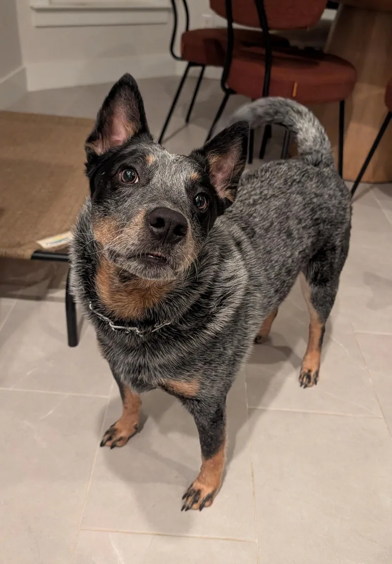 A young medium-sized male Australian Cattle Dog / Blue Heeler dog named Larry for adoption in Moyock, NC