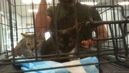 A baby small-sized male Domestic Short Hair cat named Moose for adoption in Charlotte, NC