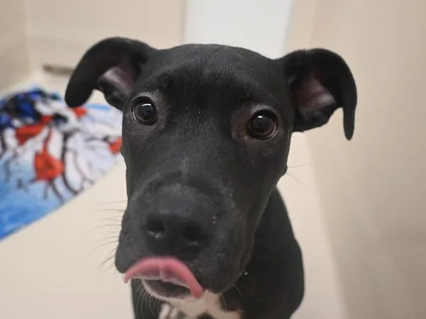 A baby medium-sized female Pit Bull Terrier dog named Sprout for adoption in Portland, OR