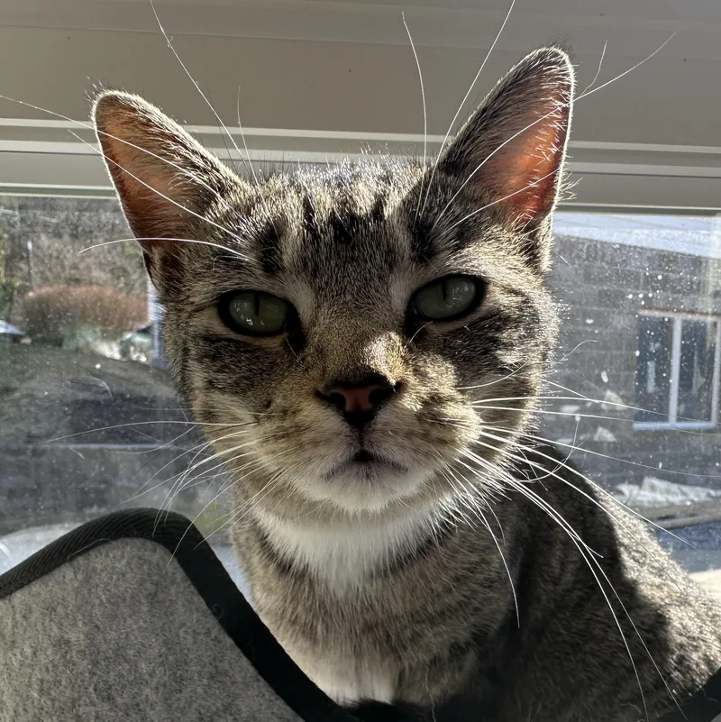 Cleopatra thumbnail 4