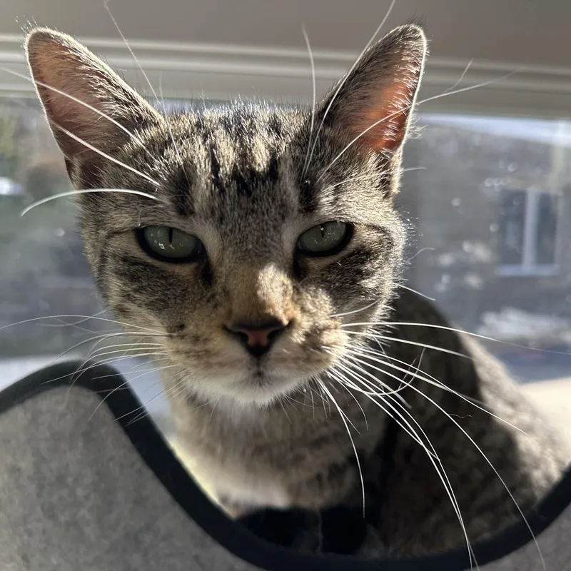 Cleopatra thumbnail 5