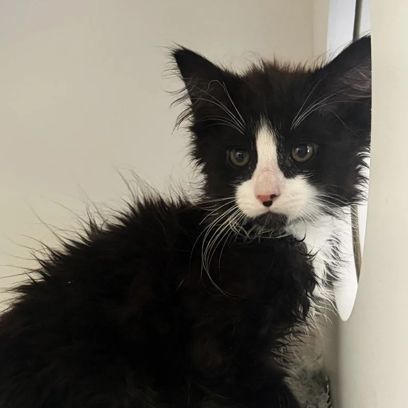 A baby small-sized male Black Domestic Long Hair cat named Karter for adoption in Ojai, CA