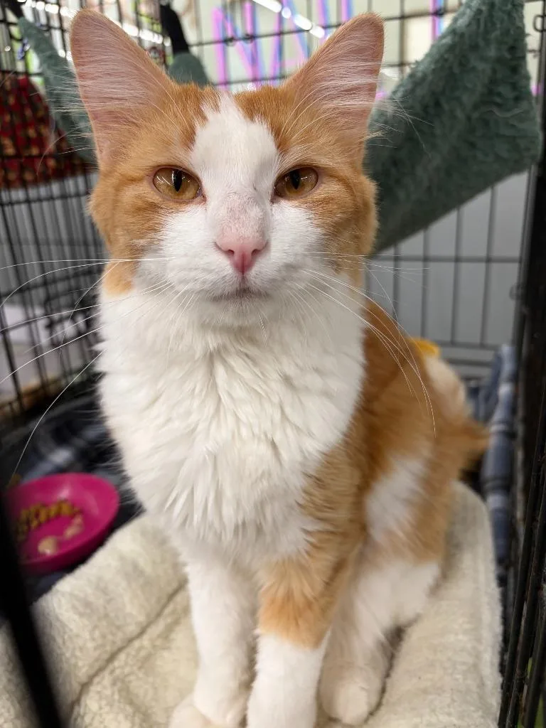 A young medium-sized female Domestic Short Hair cat named Madeline for adoption in Rice Lake, WI