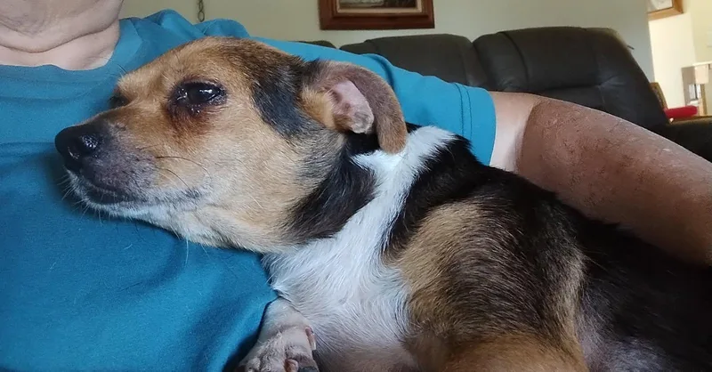 Daisy thumbnail 3