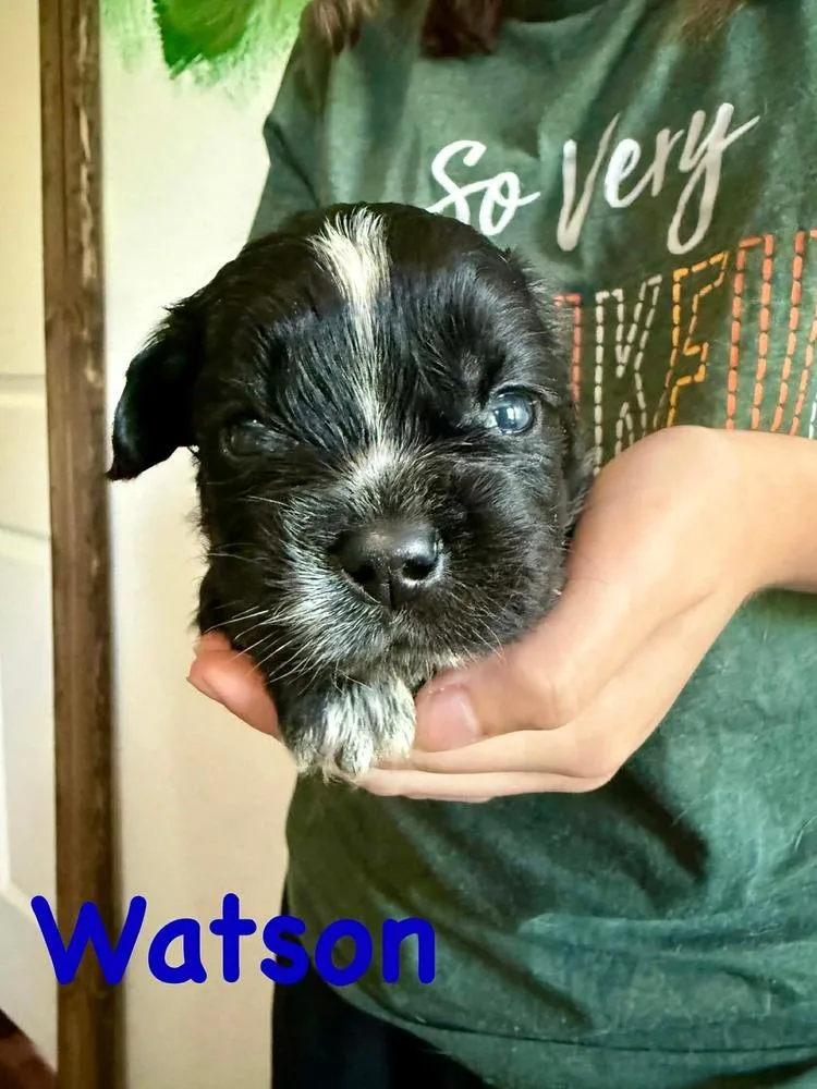 A baby small-sized male Tricolor (Brown, Black, & White) Cockapoo dog named Watson for adoption in Syracuse, NY