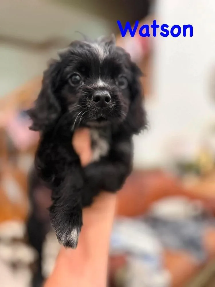 Watson thumbnail 3