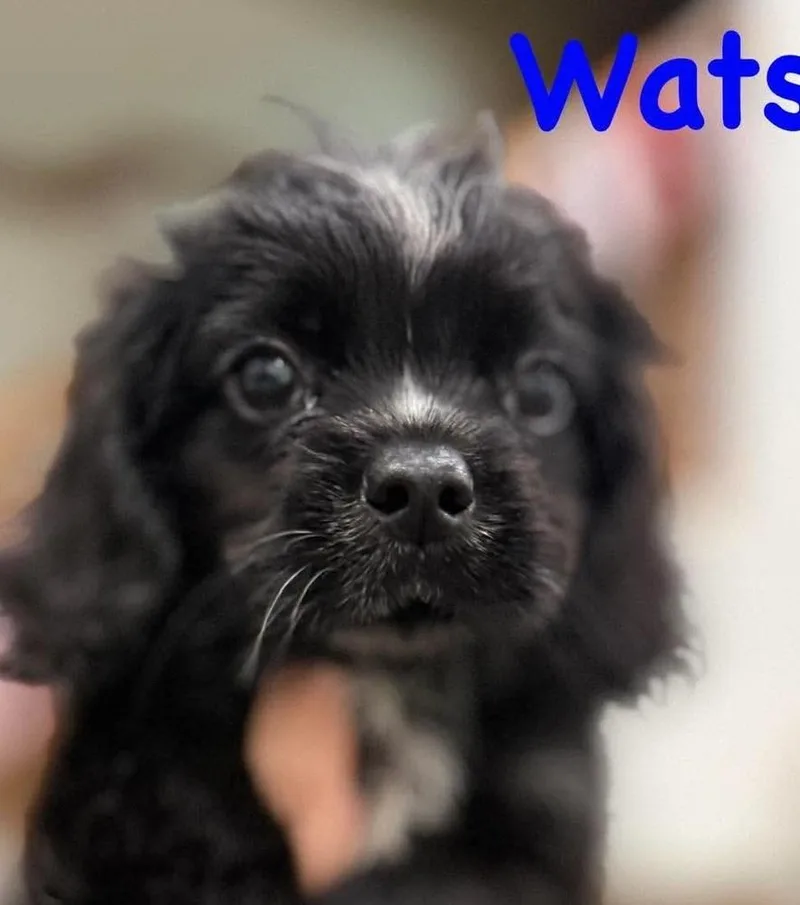 Watson thumbnail 4