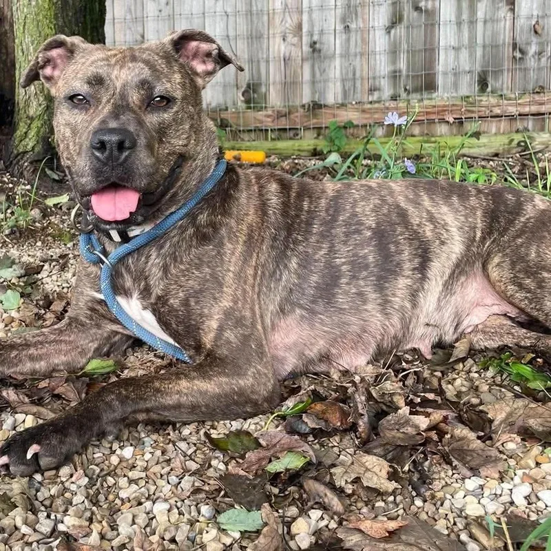 An adult medium-sized female Mixed Breed dog named Harper for adoption in Plain City, OH