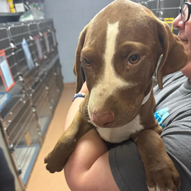 A baby small-sized male Brown / Chocolate Mixed Breed dog named Mysterio for adoption in Columbus, GA