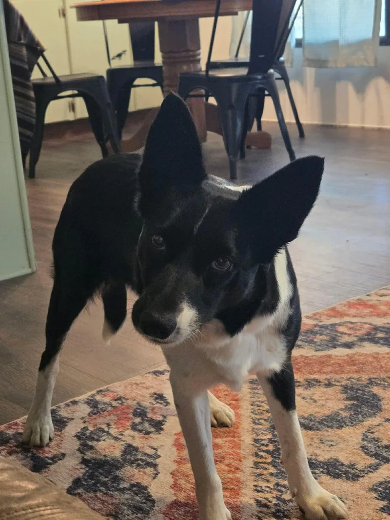 A young medium-sized female Black Border Collie dog named Hazel for adoption in Wichita Falls, TX
