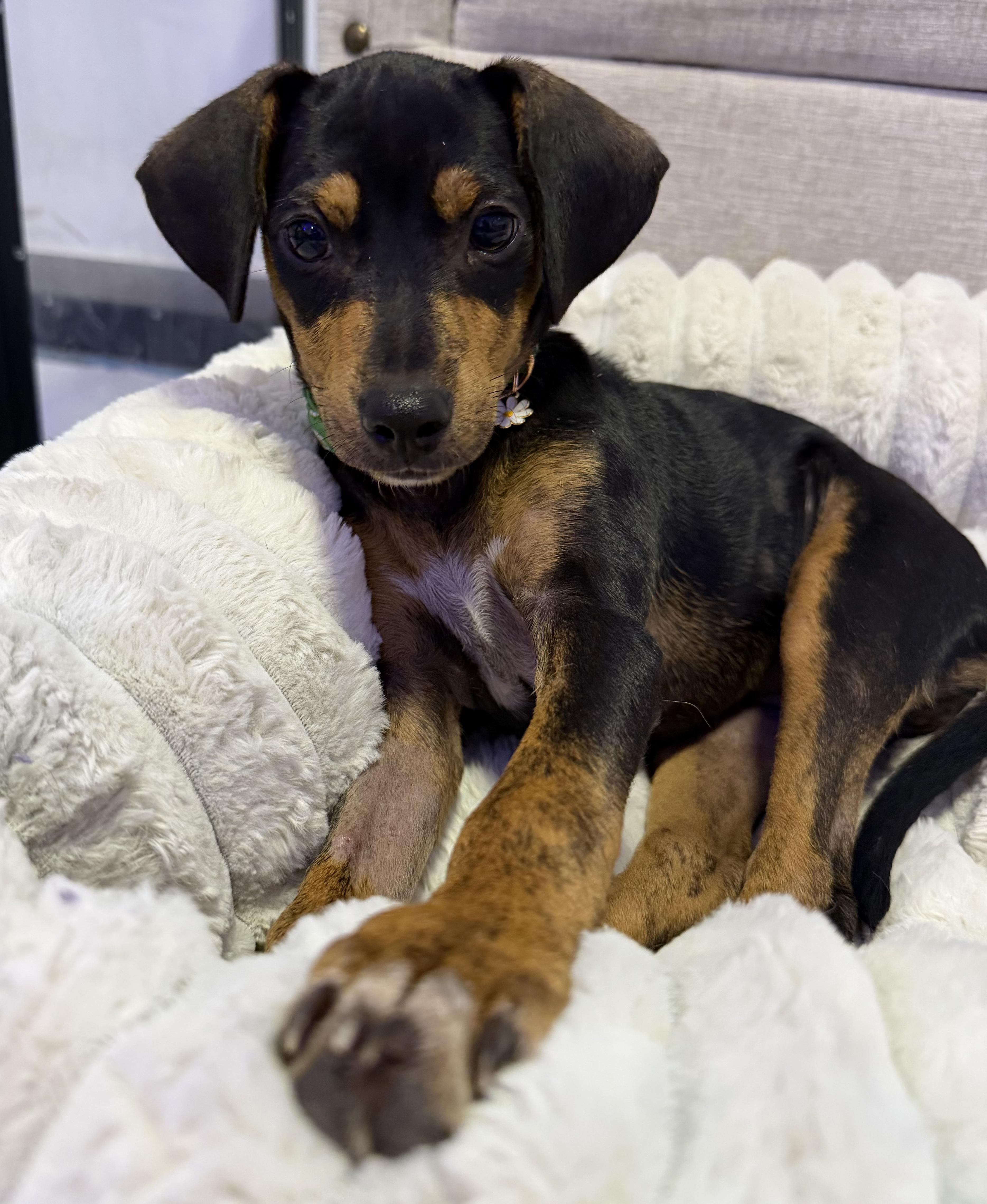 A baby medium-sized female Miniature Pinscher dog named Miss Lottie  The for adoption in Carolina, PR