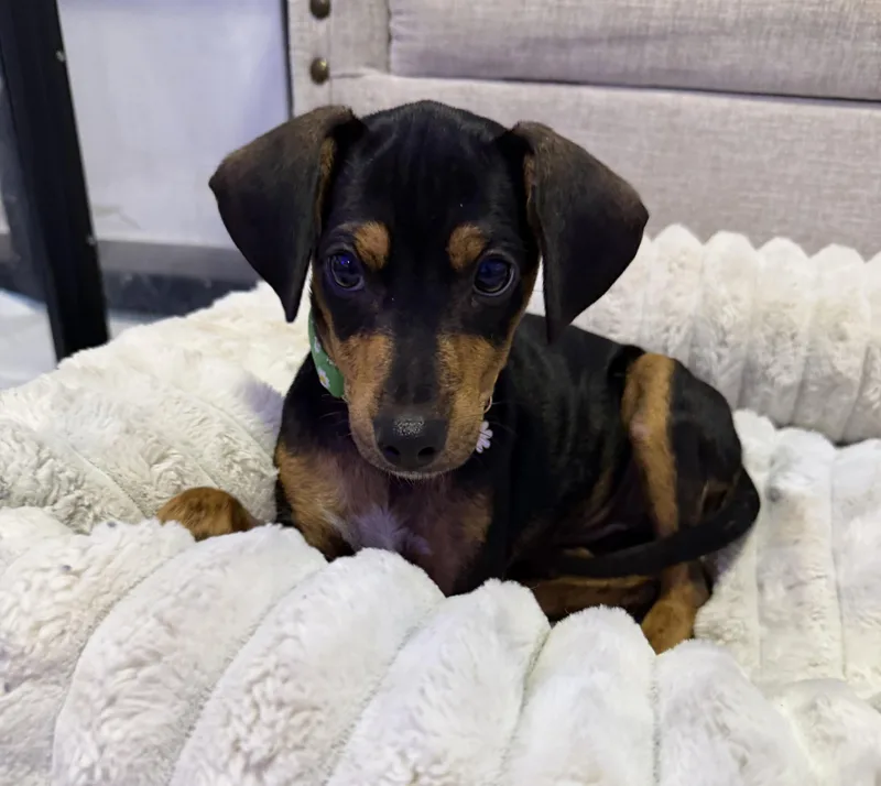 Miss Lottie  The thumbnail 2
