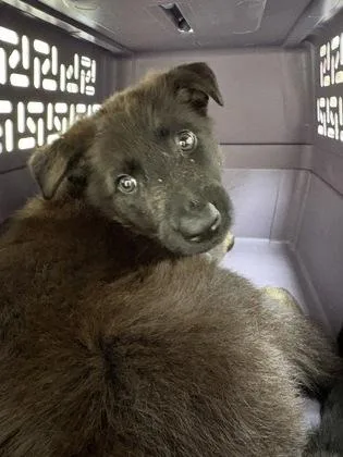 A baby small-sized female German Shepherd Dog dog named Latte for adoption in Westland, MI