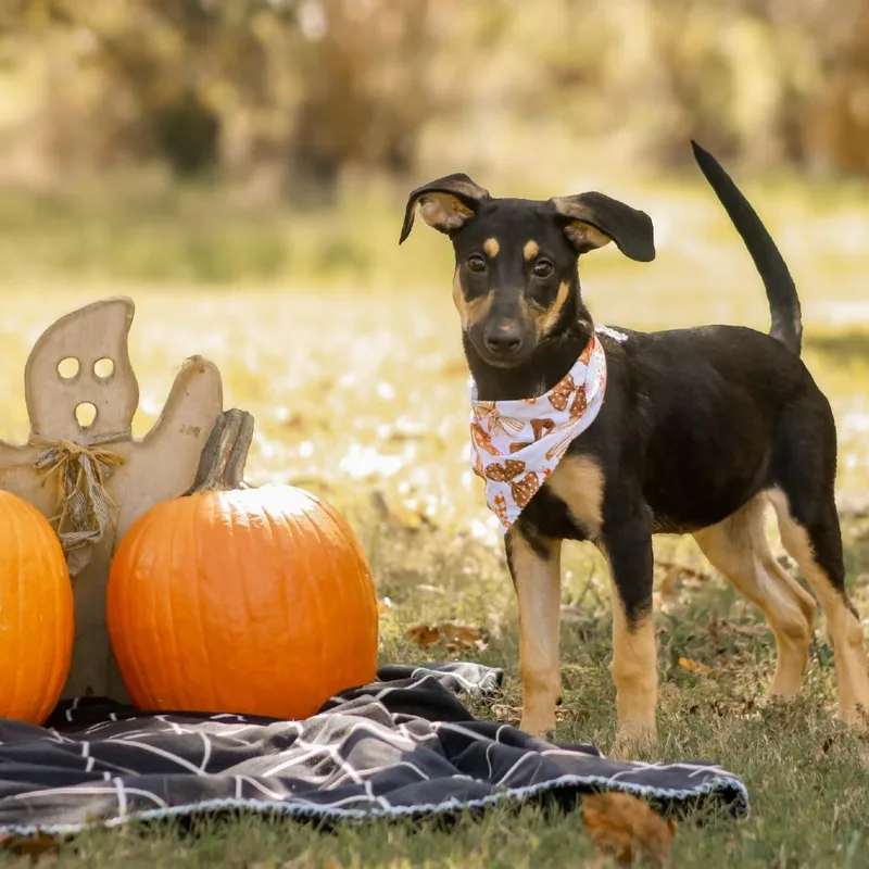 A young small-sized female German Shepherd Dog dog named Sersi for adoption in Madisonville, KY
