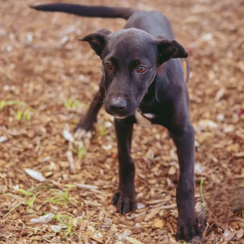 An adult medium-sized male Black Labrador Retriever dog named Bart for adoption in Bastrop, TX