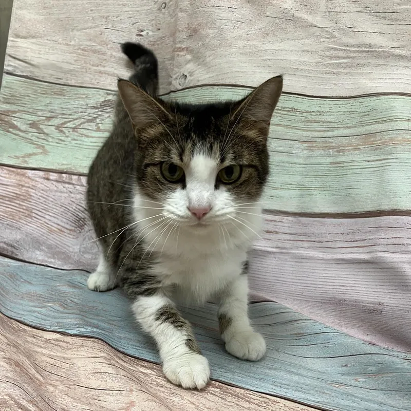 An adult medium-sized female Brown / Chocolate Domestic Short Hair cat named Oasis for adoption in Verona, VA
