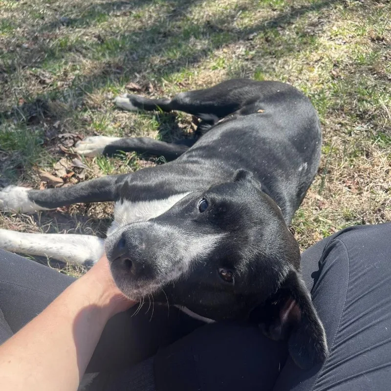 An adult large-sized female Black Mixed Breed dog named Lulu for adoption in Rocky Mount, VA