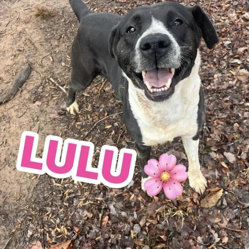 Lulu thumbnail 2