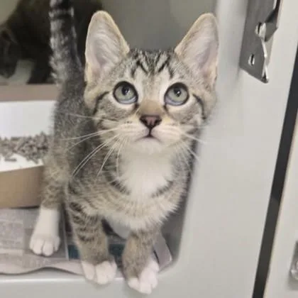 A baby medium-sized male Tabby (Brown / Chocolate) Domestic Short Hair cat named Jimmy Choo for adoption in Phoenixville, PA