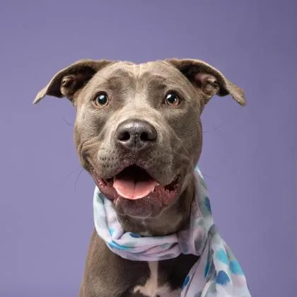 Chappell thumbnail 2