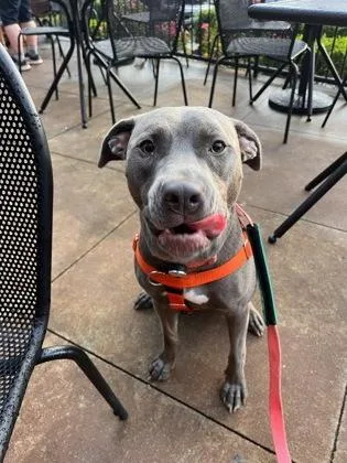 Chappell thumbnail 3