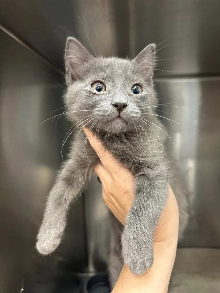 A baby large-sized male Domestic Short Hair cat named Goober for adoption in Augusta, GA