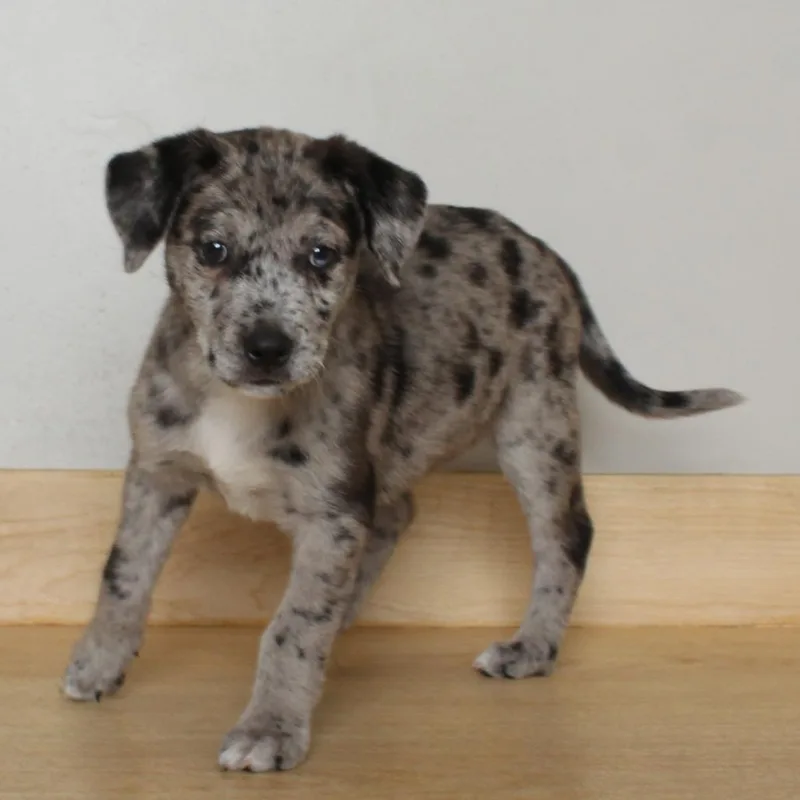A baby small-sized female Gray / Blue / Silver Catahoula Leopard Dog dog named Beetroot D for adoption in Minnetonka, MN