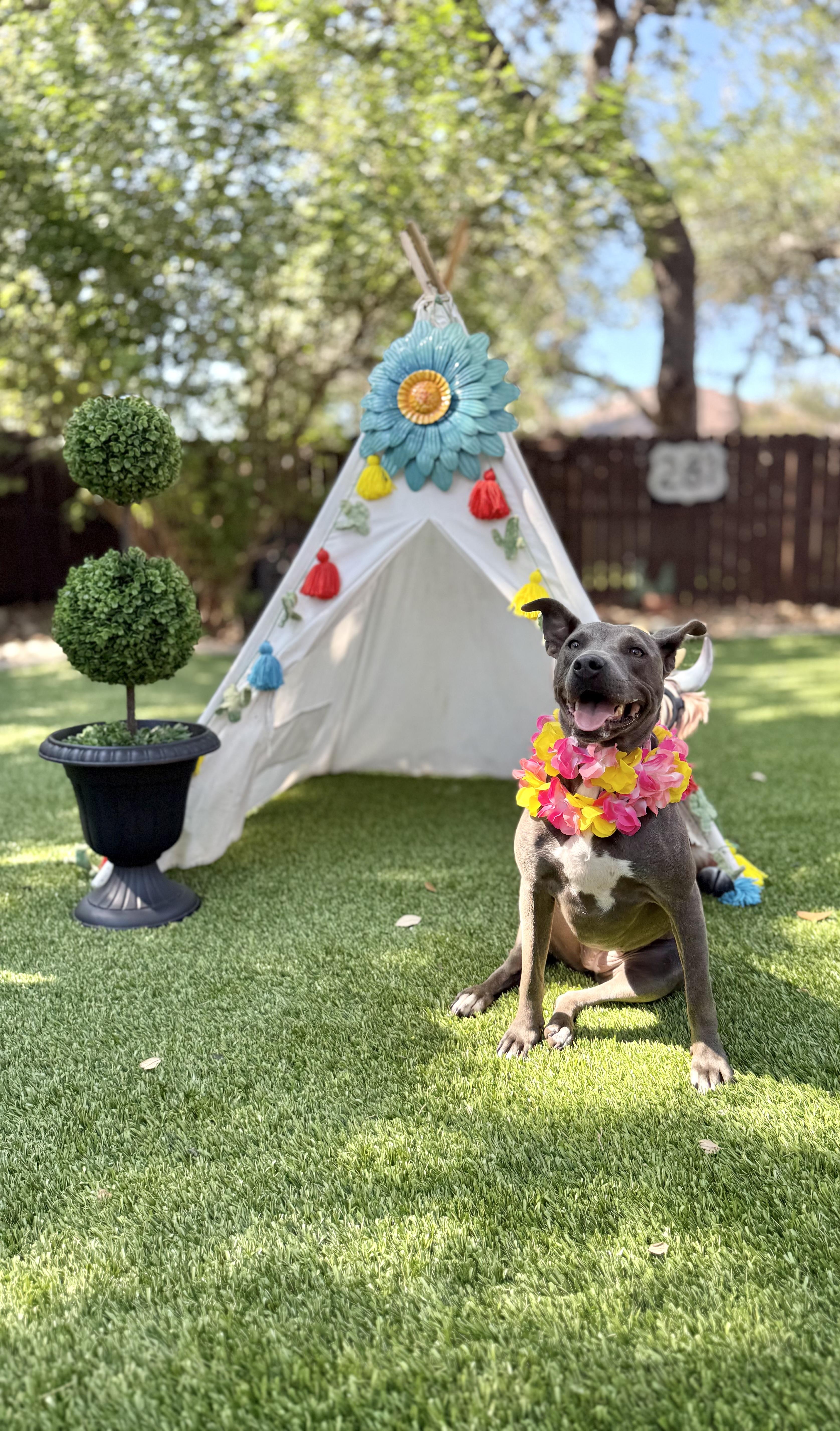 A young medium-sized female Gray / Blue / Silver American Staffordshire Terrier dog named Trinity for adoption in Mico, TX