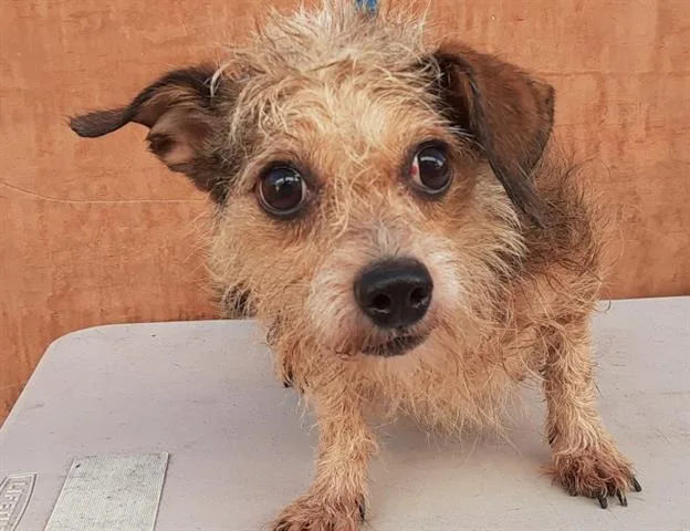 A senior small-sized female Terrier dog named Rachel Wall for adoption in Van Nuys, CA