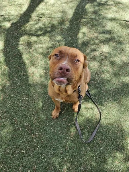 An adult medium-sized male Boxer dog named Gramble for adoption in Escondido, CA