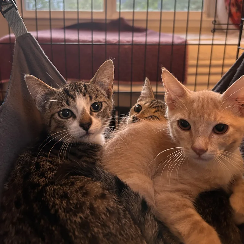 A baby medium-sized male Buff / Tan / Fawn Tabby cat named Leo for adoption in Wilmington, NC