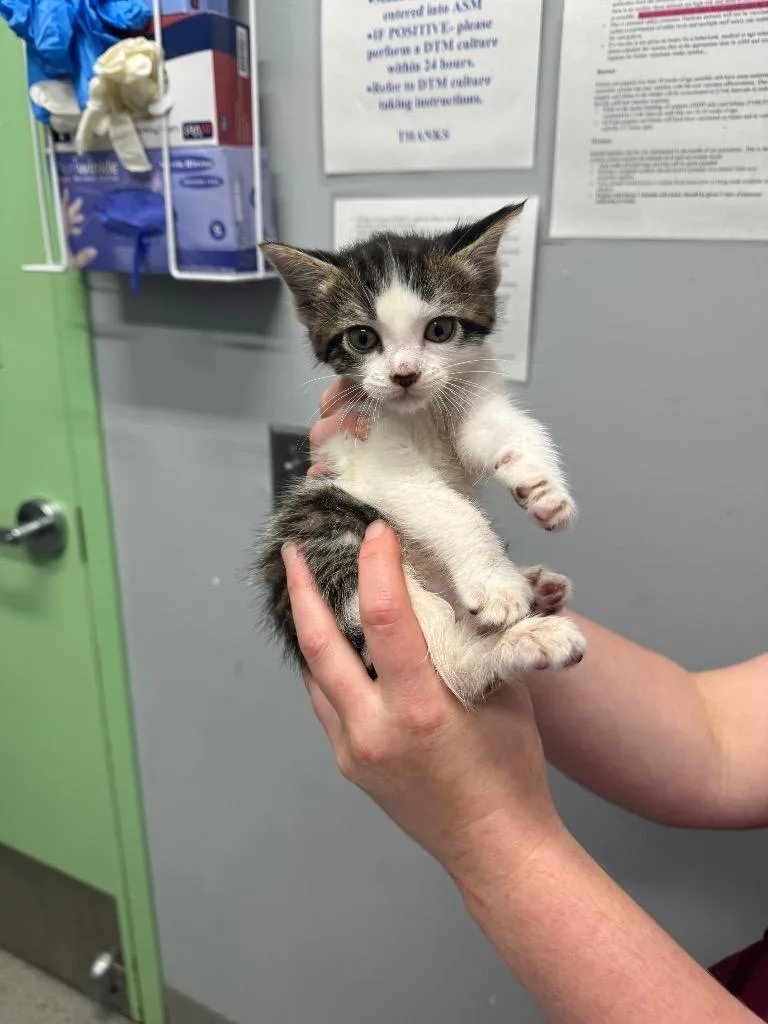 A baby medium-sized male Domestic Short Hair cat named Grasshopper for adoption in Bloomington, IN