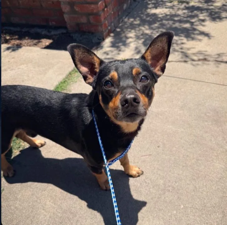 An adult small-sized male Bicolor Chihuahua dog named Eli for adoption in Los Angeles, CA
