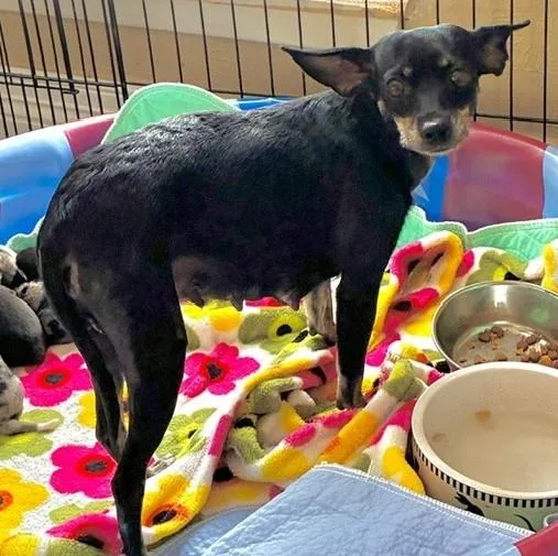 An adult small-sized female Black Miniature Pinscher dog named Hope for adoption in fort worth, TX