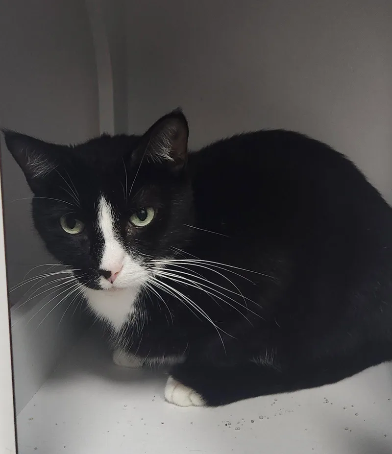 An adult medium-sized female Black Domestic Short Hair cat named Dahs Tux for adoption in Herndon, VA