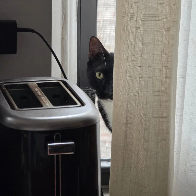 An adult medium-sized male Black & White / Tuxedo Domestic Short Hair cat named Converse for adoption in Brooklyn, NY