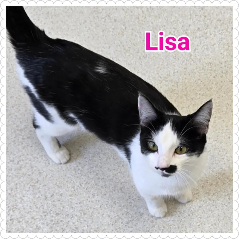 A baby medium-sized female Domestic Short Hair cat named Lisa for adoption in North Saint Paul, MN