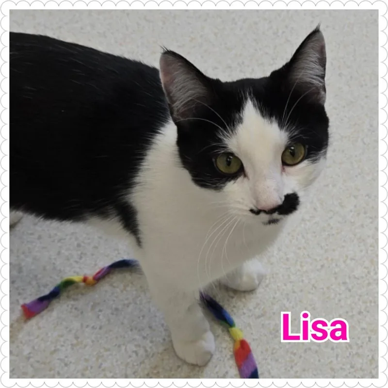 Lisa thumbnail 2