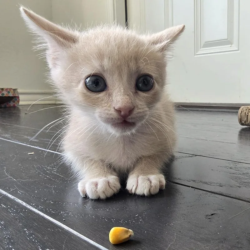 A baby small-sized male Orange / Red Domestic Short Hair cat named Slipknot for adoption in Austin, TX