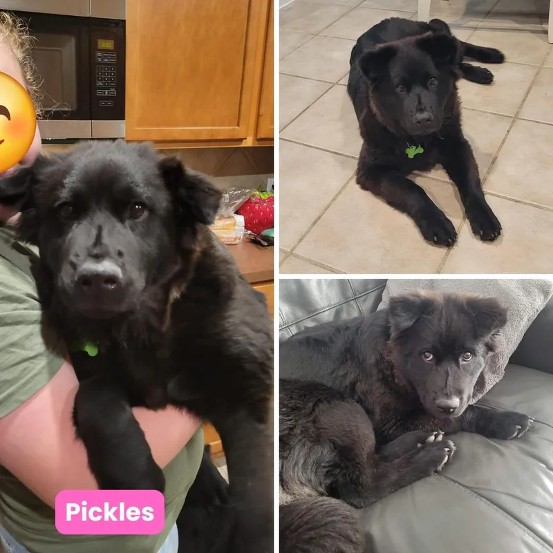 Pickles