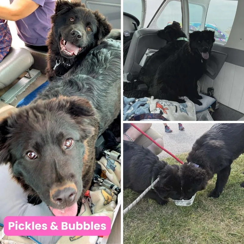 Pickles thumbnail 4