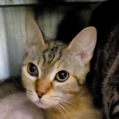 An adult medium-sized female Calico Domestic Short Hair cat named Janet for adoption in Los Angeles, CA