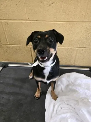 An adult small-sized female Rat Terrier dog named Payne for adoption in Dothan, AL